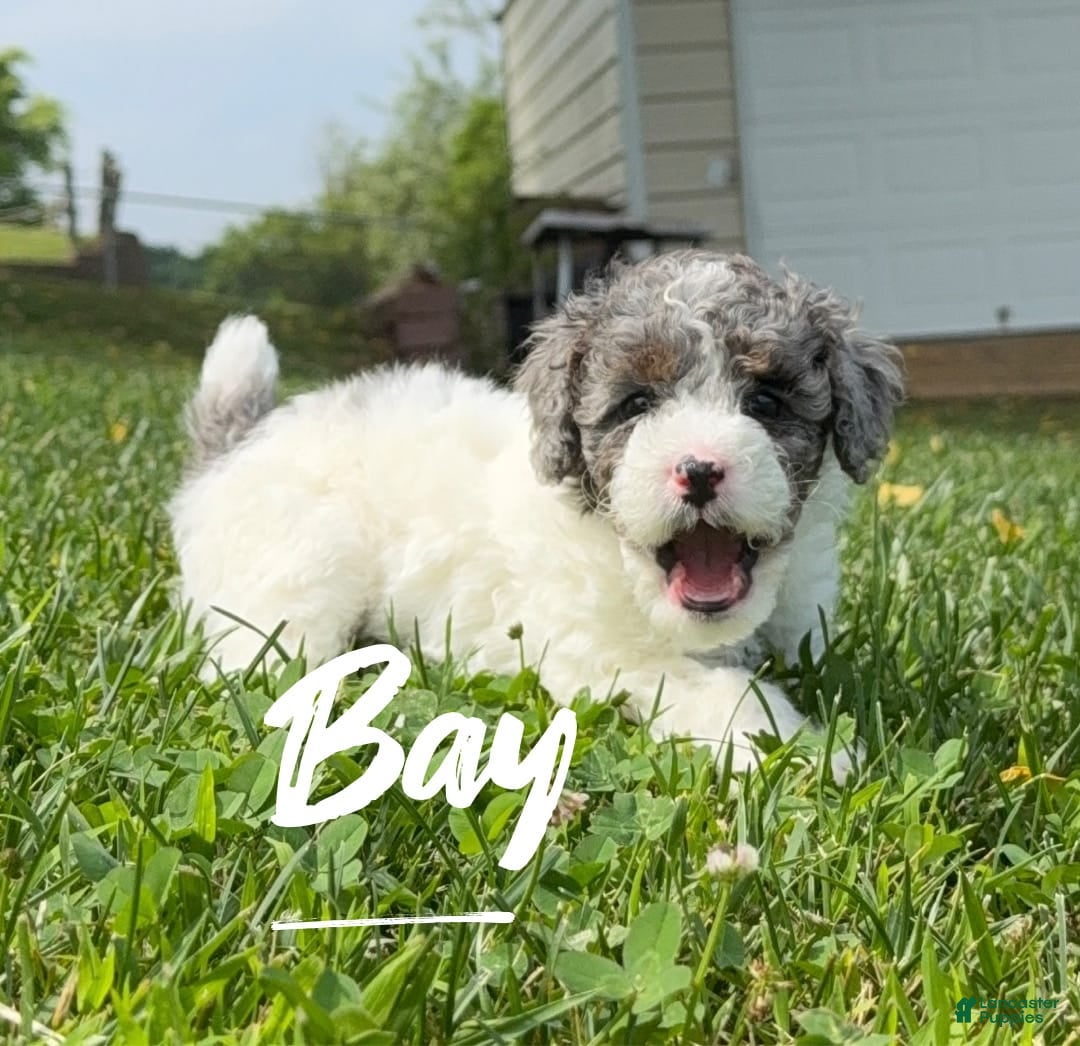 Miniature Poodle dogs for sale: Bay - Image 1