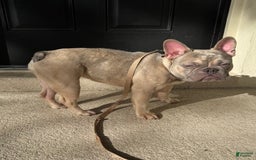 French Bulldog dogs for sale: Pearl - Image 1