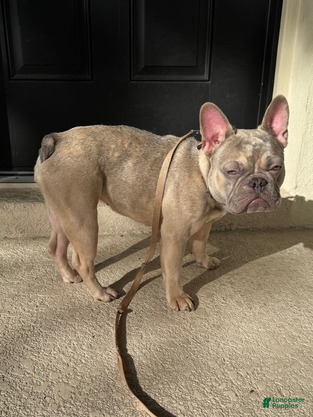 French Bulldog dogs for sale: Pearl - Image 1