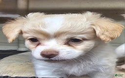 Chihuahua dogs for sale: Darcey - Image 12