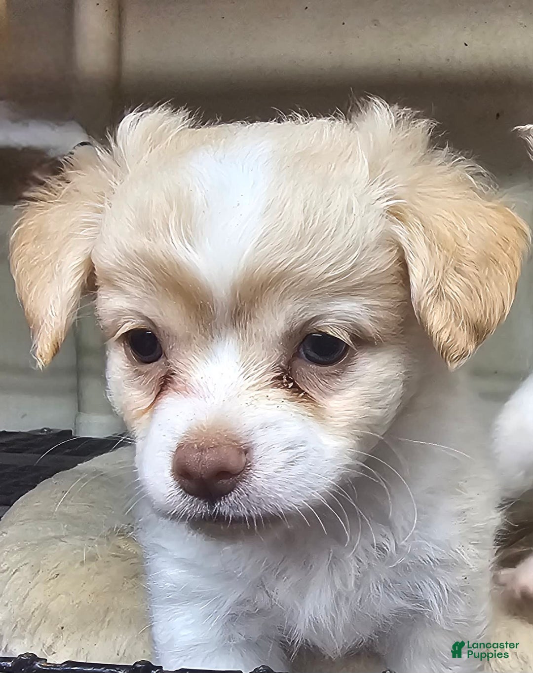 Chihuahua dogs for sale: Darcey - Image 12
