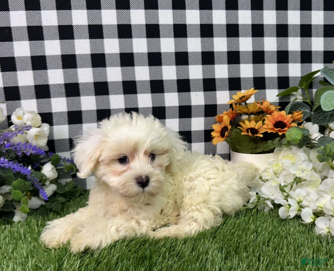 Maltipoo dogs for sale: Maltipoo 3 puppies - Image 10