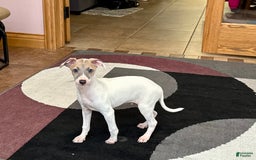 Italian Greyhound dogs for sale: Jaden - Image 5