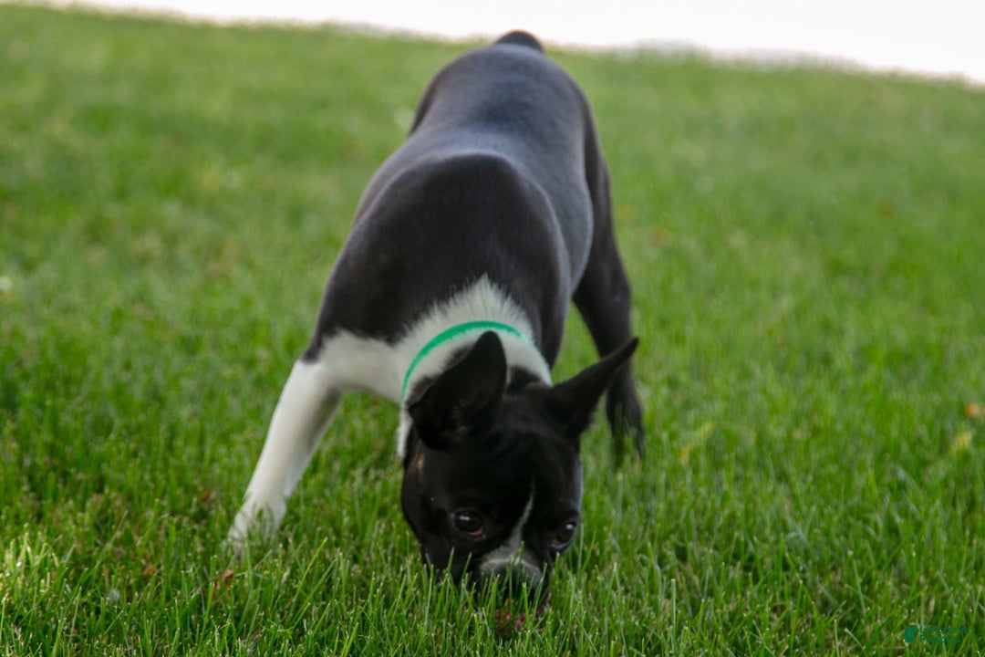 Boston Terrier dogs for sale: Zurich - Image 9