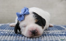 Mini Bernedoodle dogs for sale: Lennon - Image 1