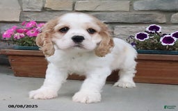 Cocker Spaniel dogs for sale: Ozzy - Image 9