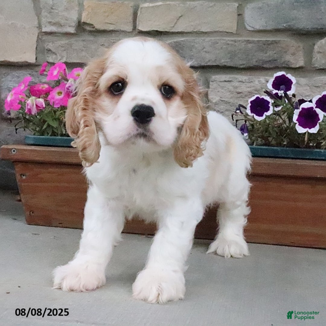 Cocker Spaniel dogs for sale: Ozzy - Image 9