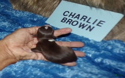 Chihuahua dogs for sale: Charlie Brown - Image 4