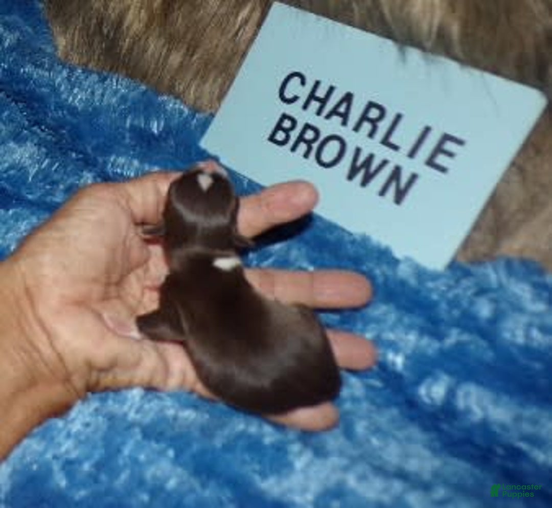 Chihuahua dogs for sale: Charlie Brown - Image 4