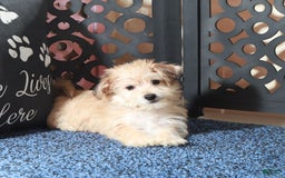 Yochon dogs for sale: Jamey - Image 3