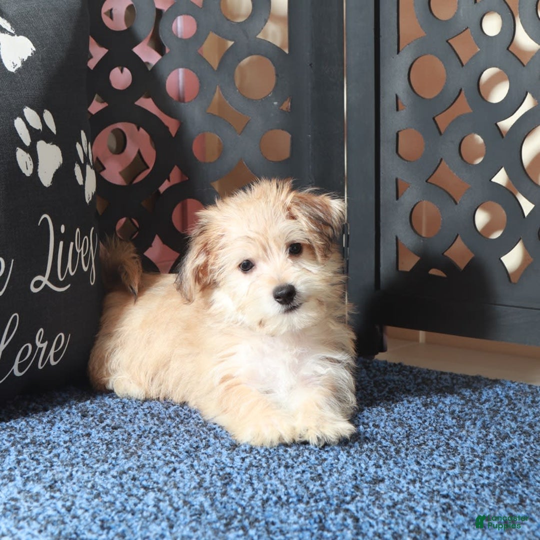 Yochon dogs for sale: Jamey - Image 3