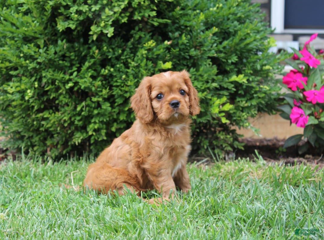 Cavalier King Charles Spaniel dogs for sale: Bentley - Image 1