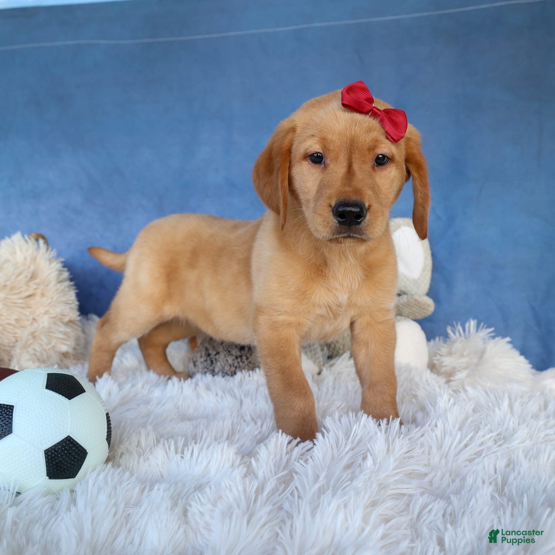 Labrador Retriever dogs for sale: Gus - Image 25