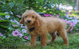  dogs for sale: Mini Goldendoodle 4 puppies - Image 1