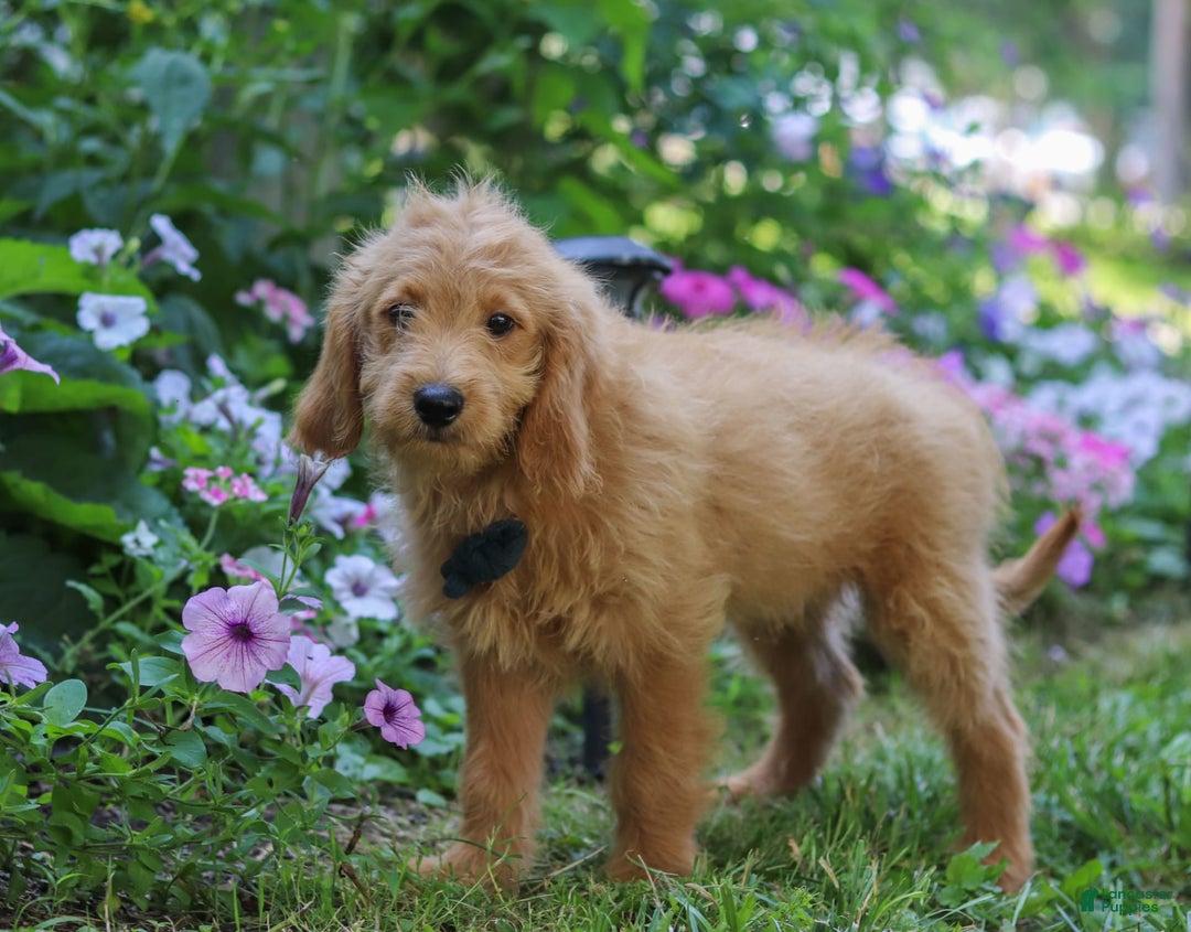  dogs for sale: Mini Goldendoodle 4 puppies - Image 1
