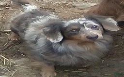 Miniature Dachshund dogs for sale: Dan The Man - Image 4