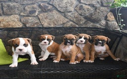 Boxer dogs for sale: Willow - Image 1