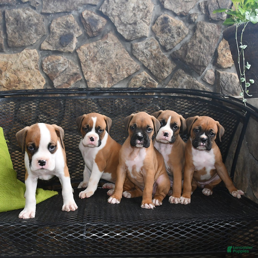 Boxer dogs for sale: Willow - Image 1
