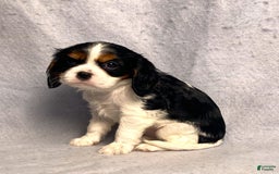 Cavalier King Charles Spaniel dogs for sale: Abby - Image 15