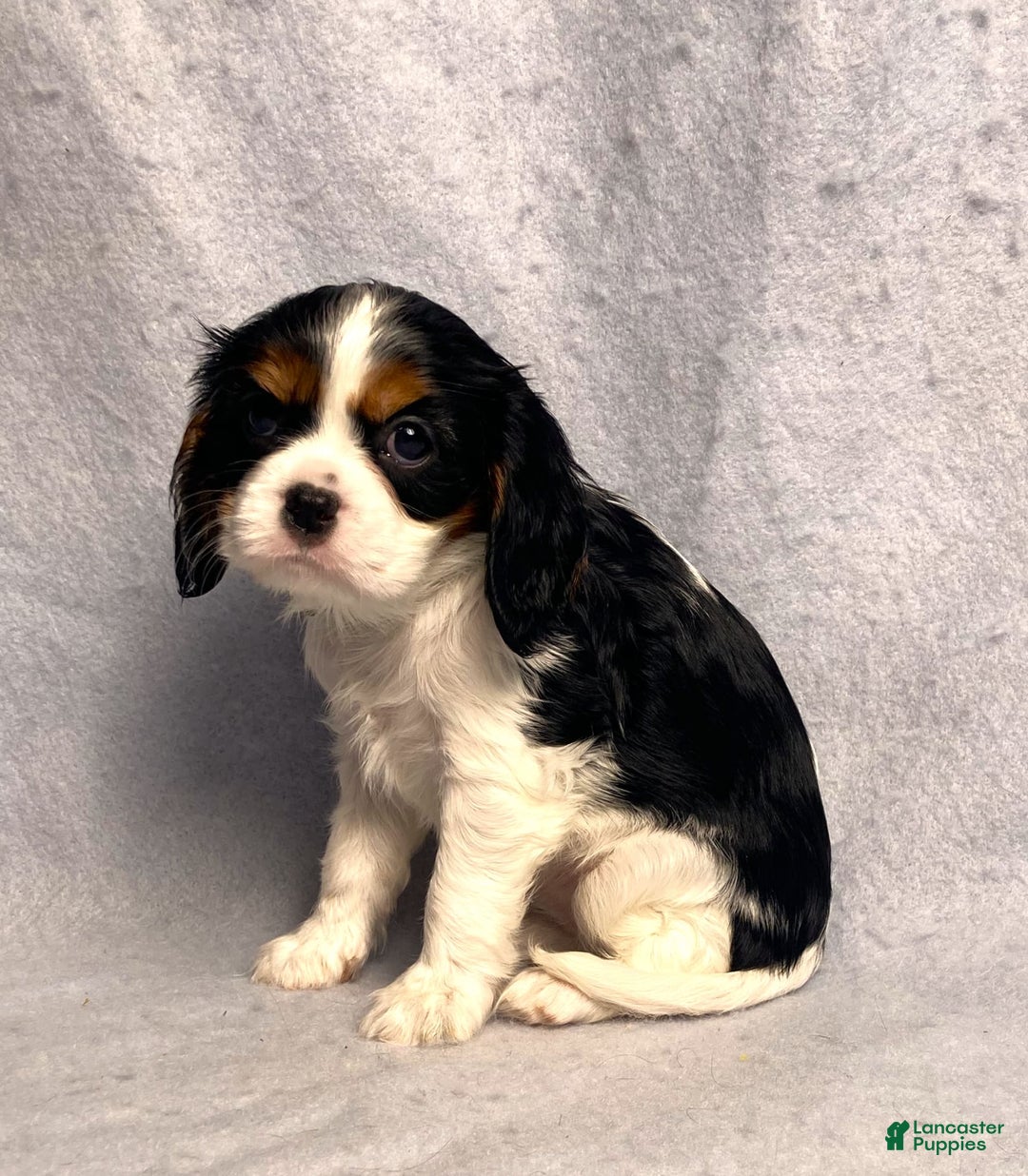 Cavalier King Charles Spaniel dogs for sale: Abby - Image 15