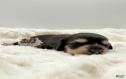 Miniature Dachshund dogs for sale: Miniature Dachshund 3 puppies - Image 1