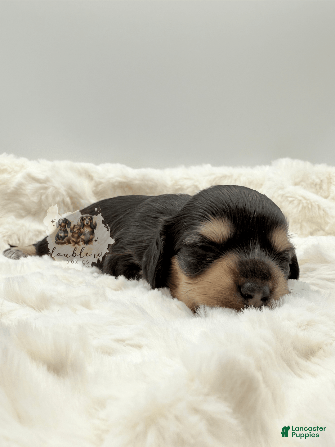 Miniature Dachshund dogs for sale: Miniature Dachshund 3 puppies - Image 1