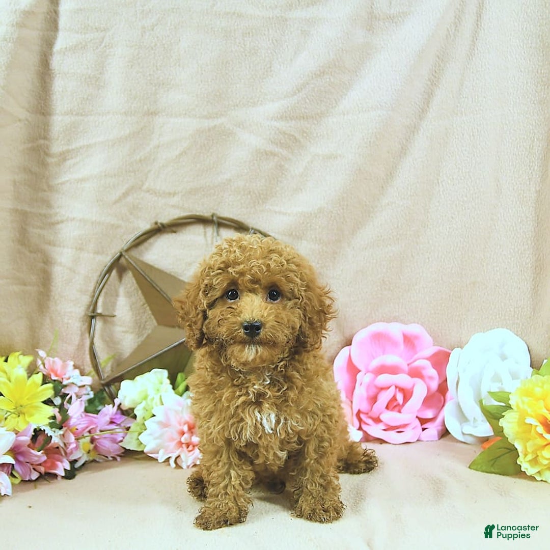 Miniature Poodle dogs for sale: Zach - Image 7
