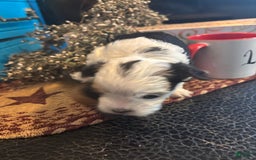 Biewer Terrier dogs for sale: Baxter - Image 3