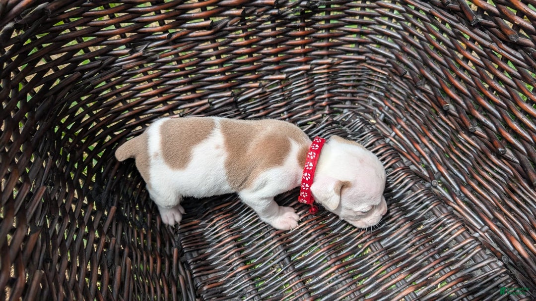 Olde English Bulldogge dogs for sale: Puck - Image 2