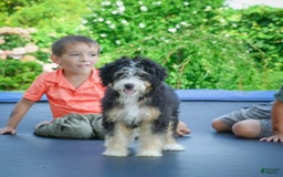 Mini Bernedoodle dogs for sale: Missy - Image 4