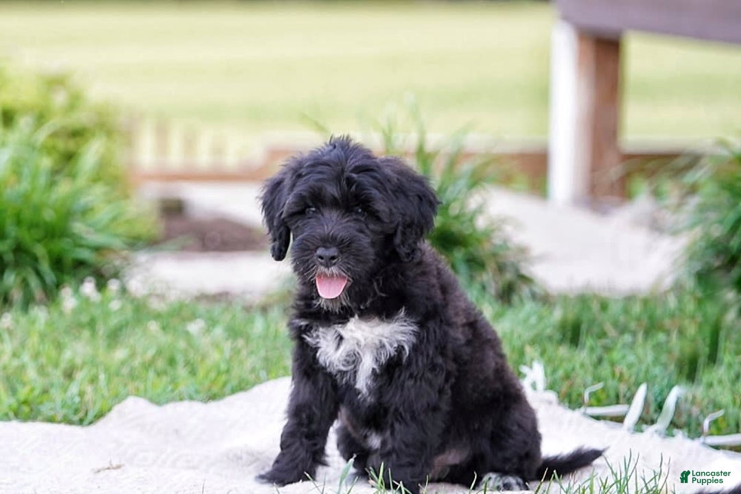 Portuguese Water Dog dogs for sale: Boots - Image 1