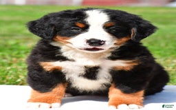Bernese Mountain Dog dogs for sale: Bella - Image 1