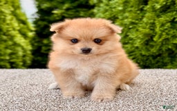 Pomeranian dogs for sale: Olive - Image 2