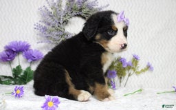 Bernese Mountain Dog dogs for sale: Pebbles - Image 25