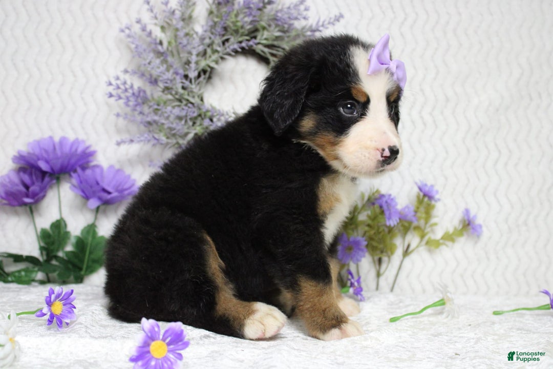Bernese Mountain Dog dogs for sale: Pebbles - Image 25