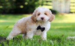 Cockapoo dogs for sale: Aero - Image 5