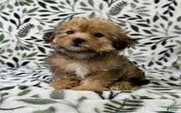 Shorkie dogs for sale: Sydney - Image 3