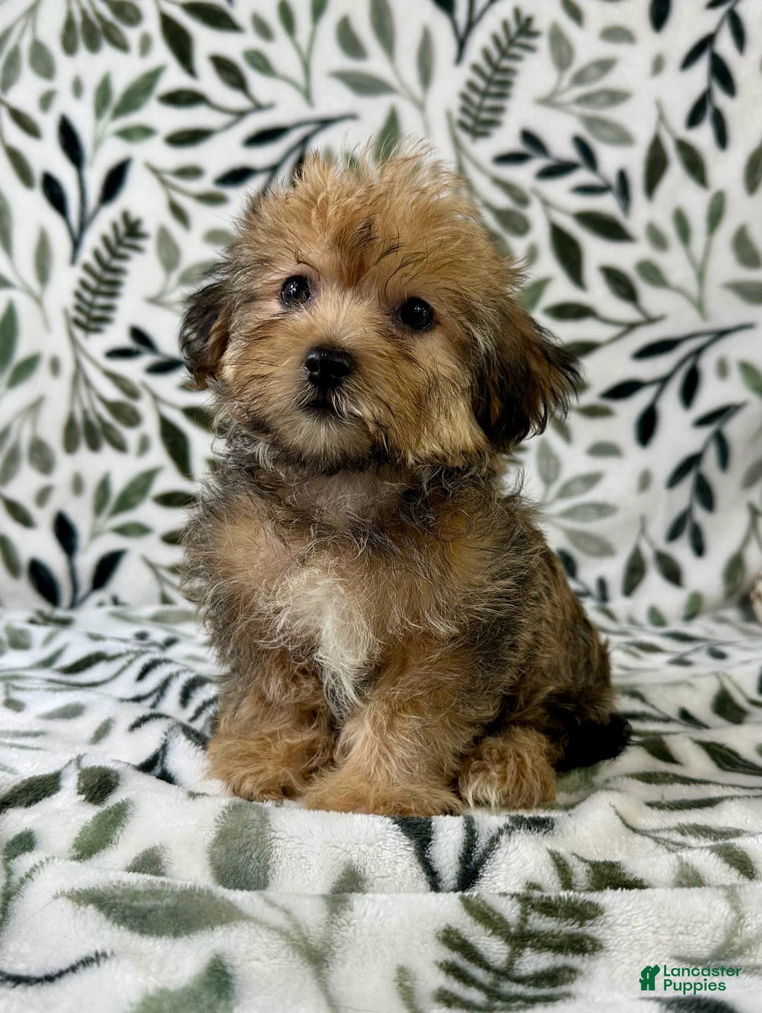 Shorkie dogs for sale: Sydney - Image 3