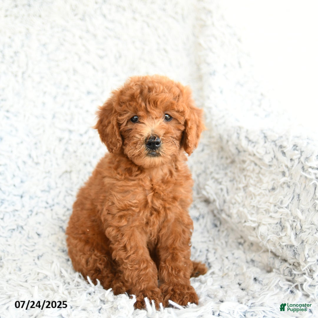  dogs for sale: Mini Goldendoodle 8 puppies - Image 1
