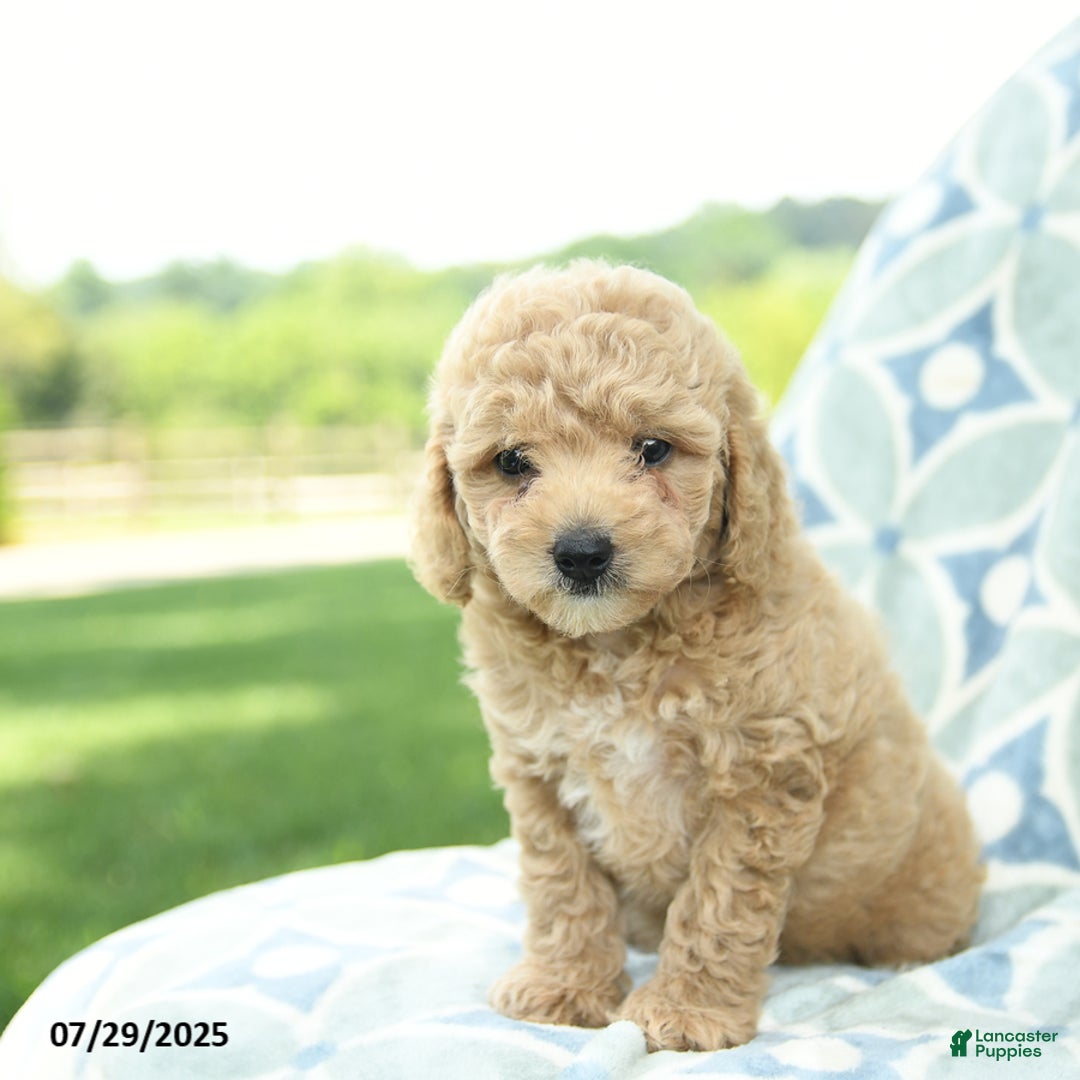 Cockapoo dogs for sale: Peaches - Image 4