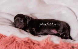 Miniature Dachshund dogs for sale: Black And Tan Girl - Image 10