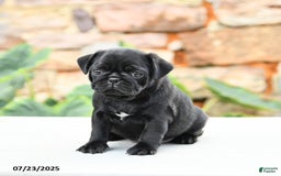 Pug dogs for sale: Jasmine - Image 2