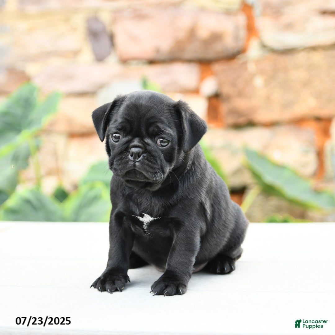 Pug dogs for sale: Jasmine - Image 2