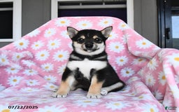 Shiba Inu dogs for sale: Matt - Image 1