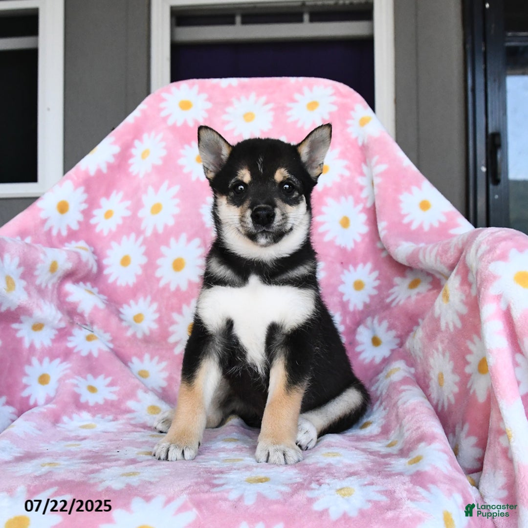 Shiba Inu dogs for sale: Matt - Image 1
