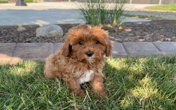 Cavapoo dogs for sale: Henry - Image 9