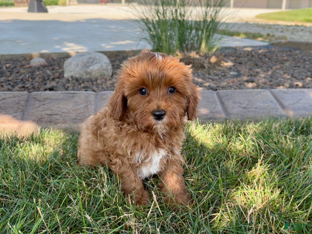 Cavapoo dogs for sale: Henry - Image 9