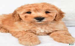 Mini Goldendoodle dogs for sale: Theo - Image 4