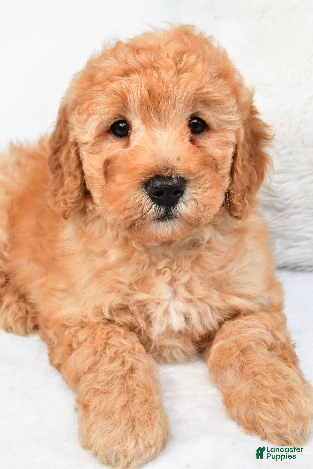 Mini Goldendoodle dogs for sale: Theo - Image 4