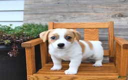 Jack Russell Terrier dogs for sale: Ranger - Image 2
